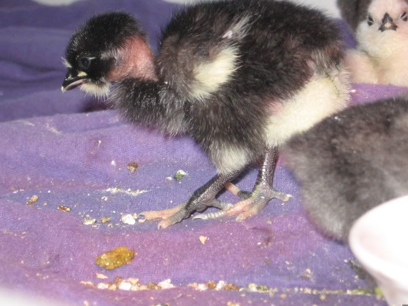 chicks015.jpg