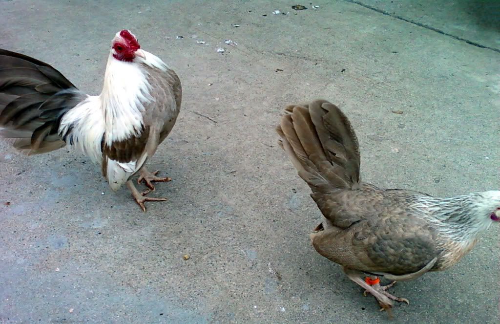 Photo0150.jpg