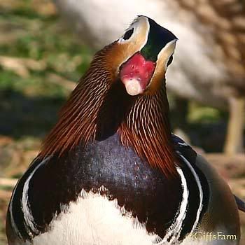 mandarin-drake3.jpg
