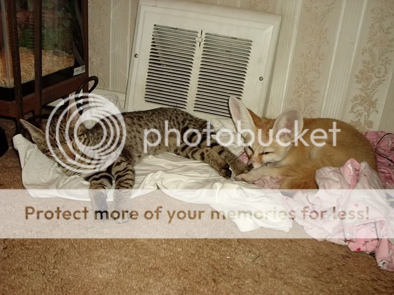 minkitty2.jpg