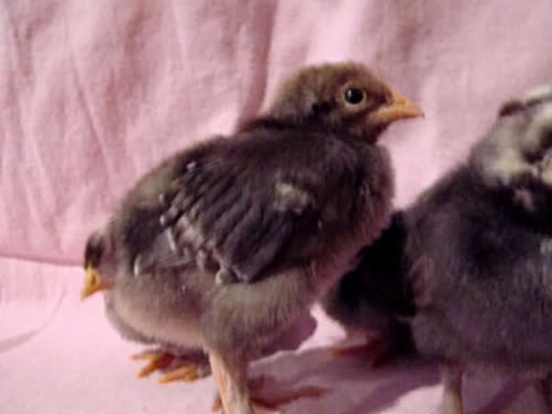 silkies016.jpg