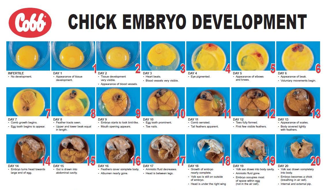 Embryo development chart | Hatching chickens, Incubating chicken ...