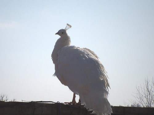 4327583577_03eef094fd.jpg