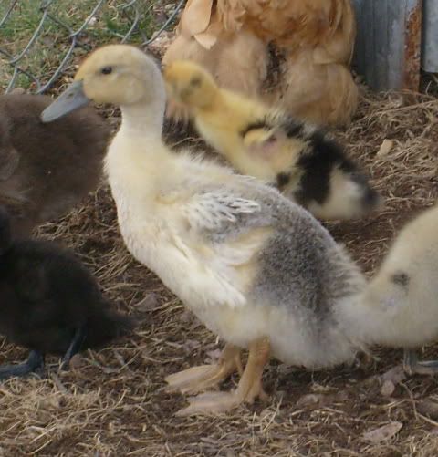 duckquestions006.jpg