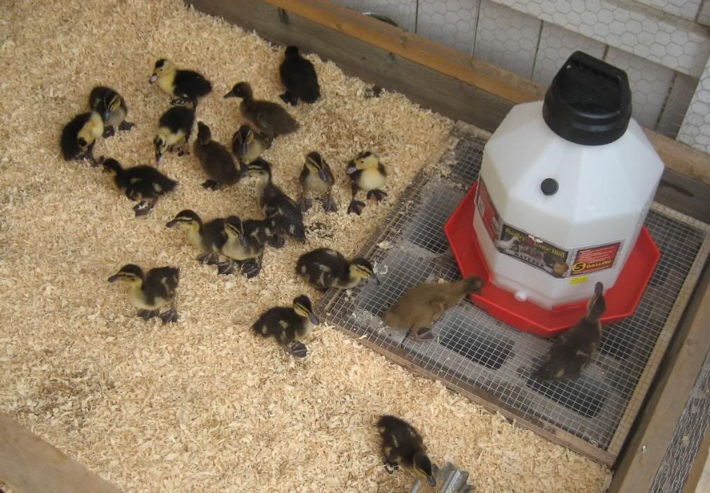 FBDucksIMG_3123.jpg