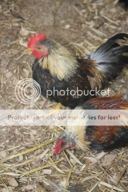poultrysept09035.jpg