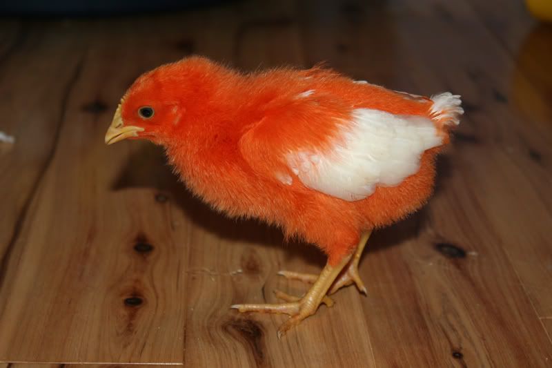 orange.jpg
