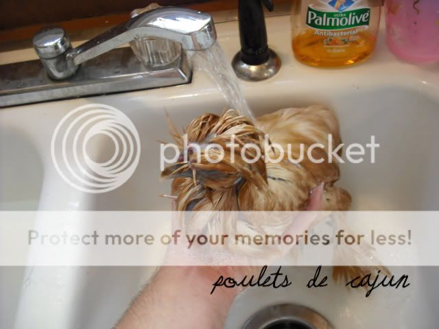 DSCF0010.jpg