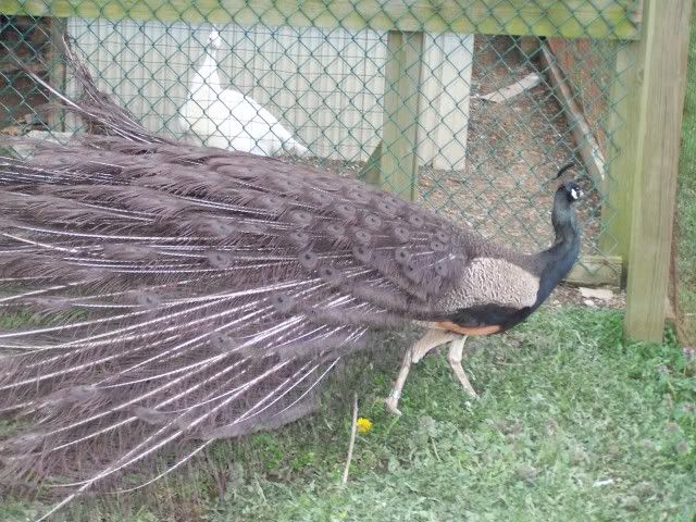peafowl078.jpg