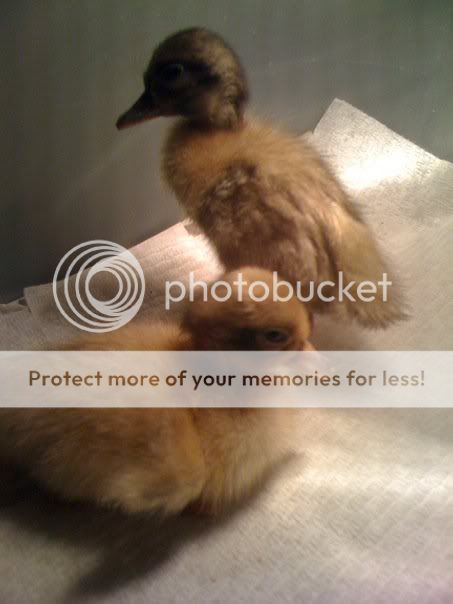 duckies.jpg