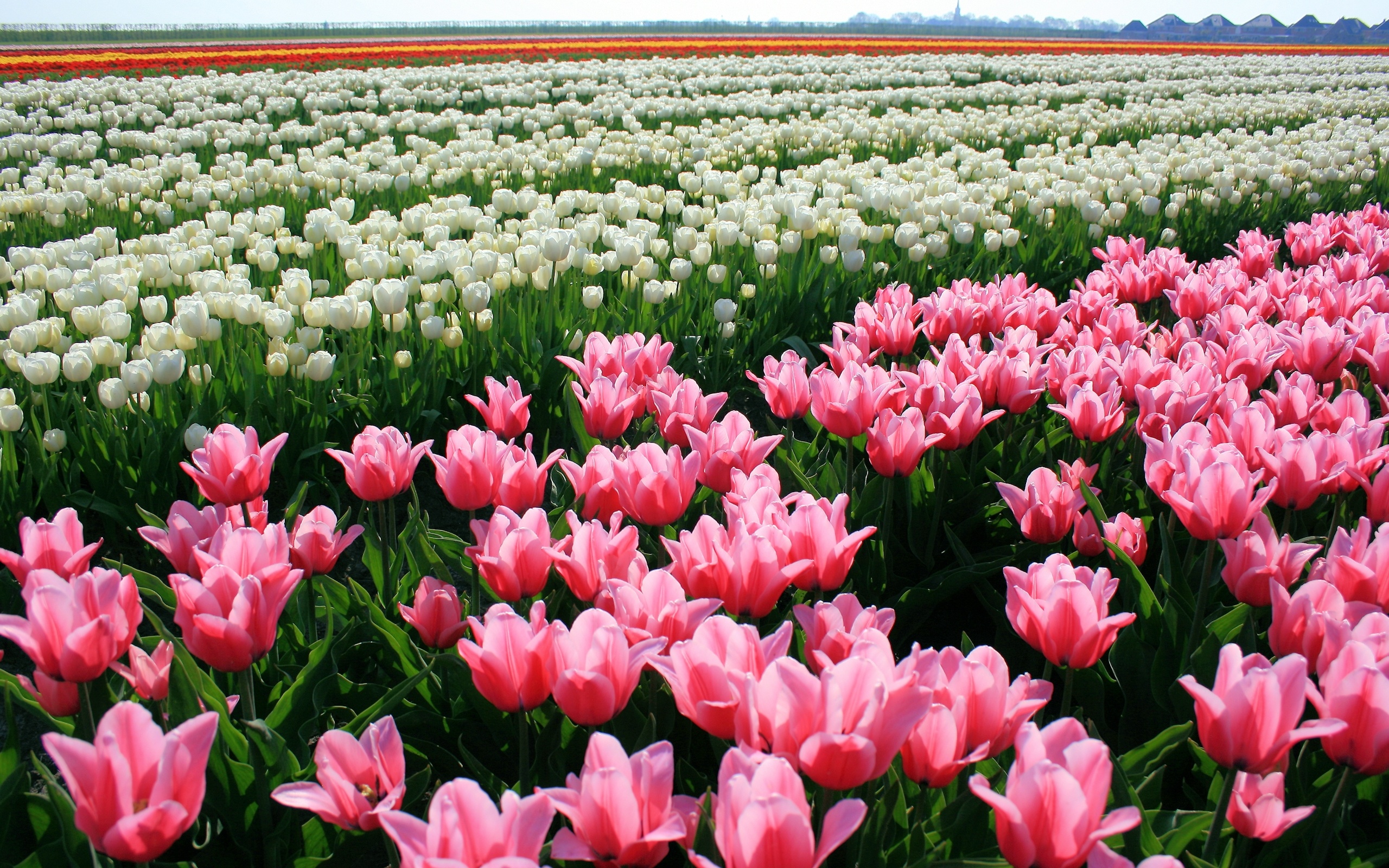 2012-mother-s-day-beautiful-flower-tulip-field_2560x1600_97406.jpg