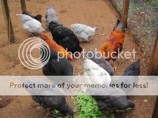 singlephotos2011004.jpg