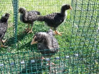 barredrock3wks-1.jpg