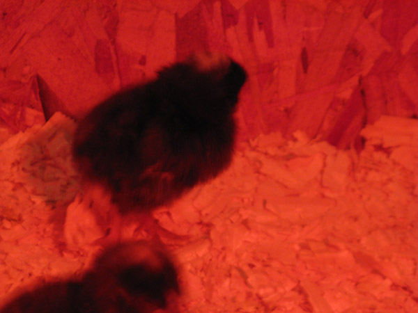 malechick1.jpg