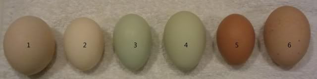 Eggs2.jpg