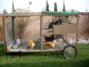 chickentractor.jpg