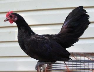 Chickens2007July0292.jpg