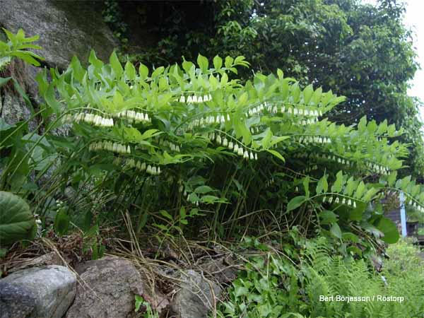 polygonatum.multiflorum.jpg