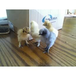 silkiegroup.jpg