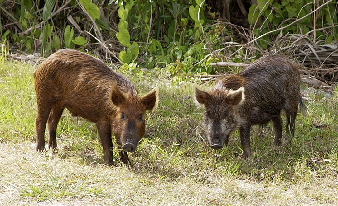 wild_pig_ksc02pd0873.jpg