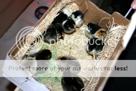 IMG_0804.jpg