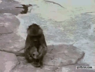 1289237509_monkey-scared-of-own-reflection.gif