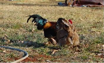 Val-DayPets068-1.jpg