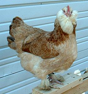 43152676faverolles_hen.JPEG