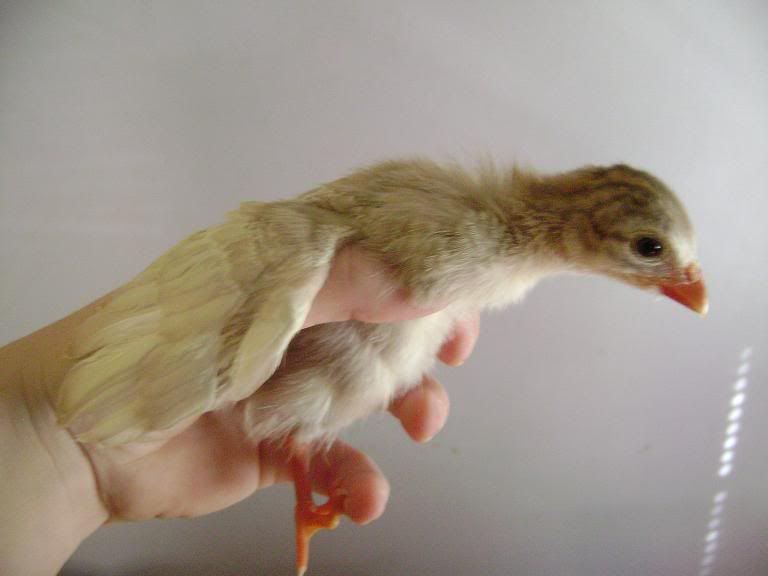 guineabrown2.jpg