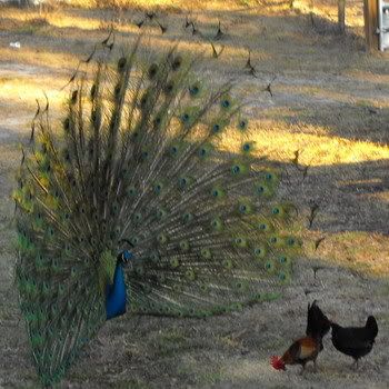 peacockCHIKENS.jpg