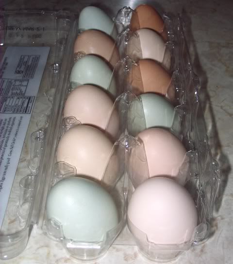 firsteggsgreatcolor.jpg