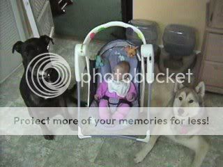 dogs2.jpg