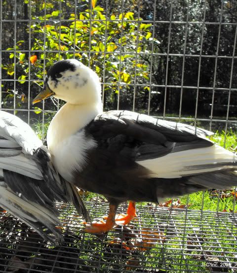 2009_11070003.jpg