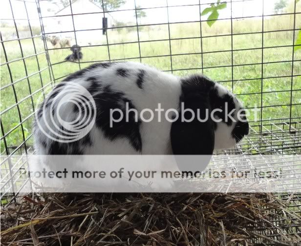 WallEbrokenblackminilopbuck4months.jpg