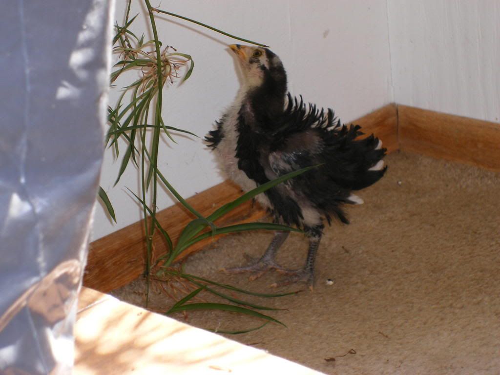 Chickieplayingwithspiderplant.jpg