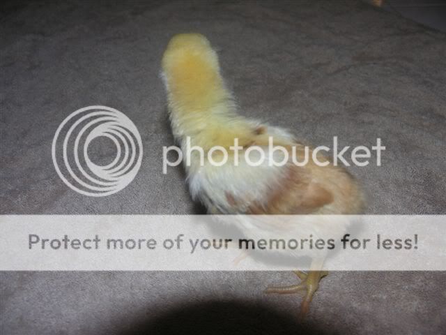 chicks_024.jpg