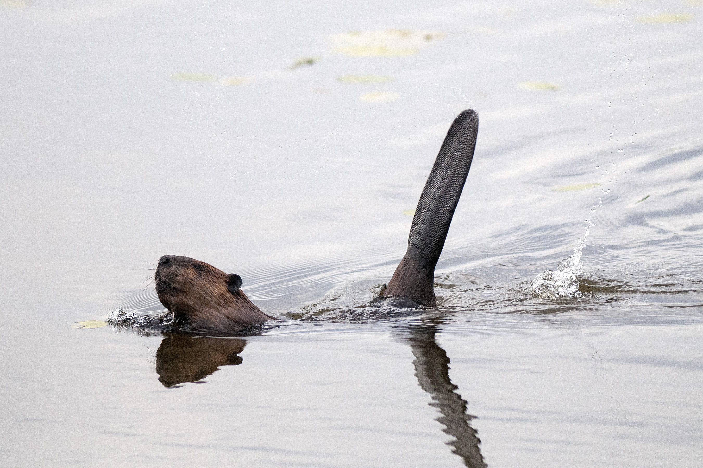 figure6-beaver-tail-slapping.jpg