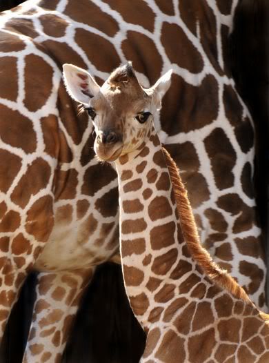 bonsu-giraffe-dak-390.jpg