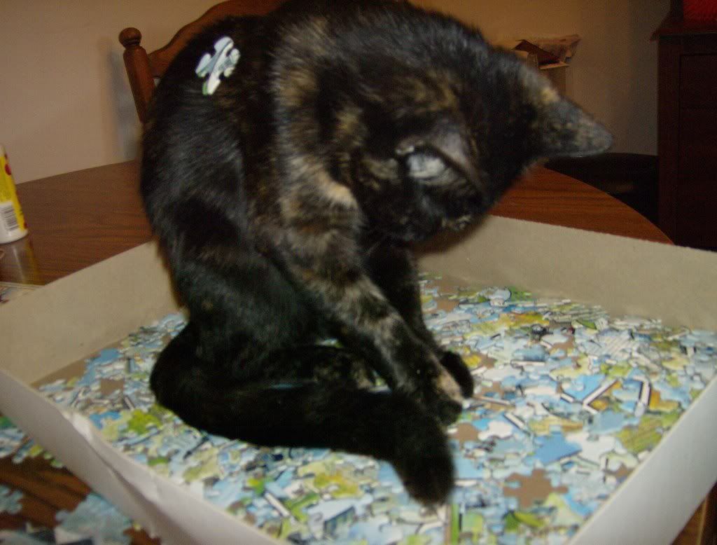 cats010.jpg