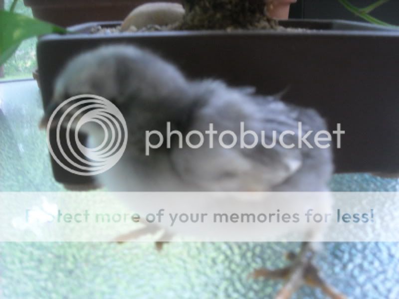 DSCN0181.jpg