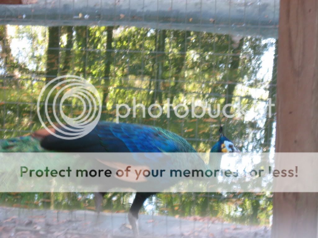 IMG_0375.jpg