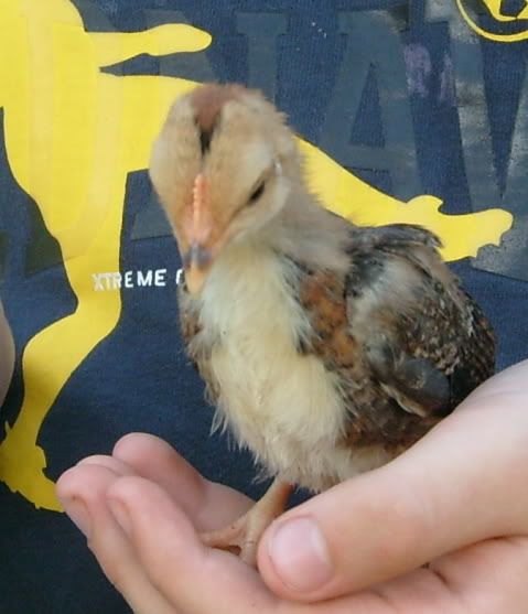 morebantychicks010.jpg
