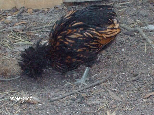 chickens095.jpg