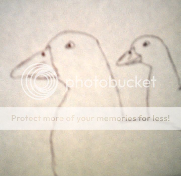 chickenpics012.jpg