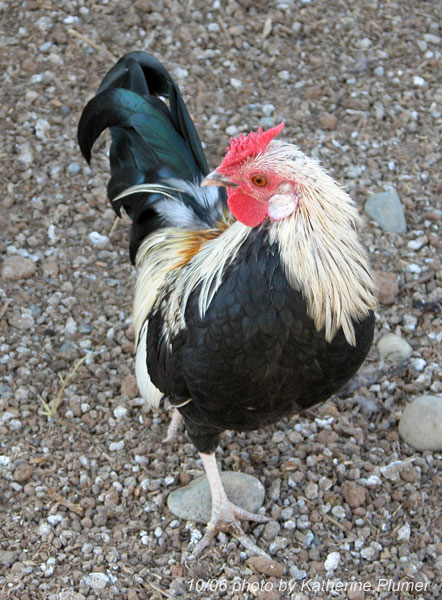 102806DuckwingCockerel.jpg