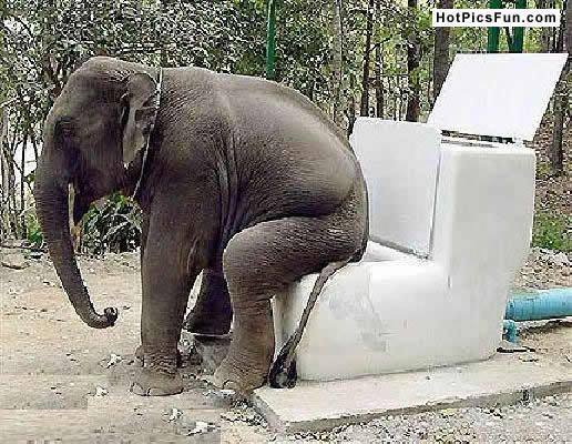 elephant.jpg