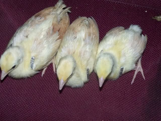 peachicks038.jpg