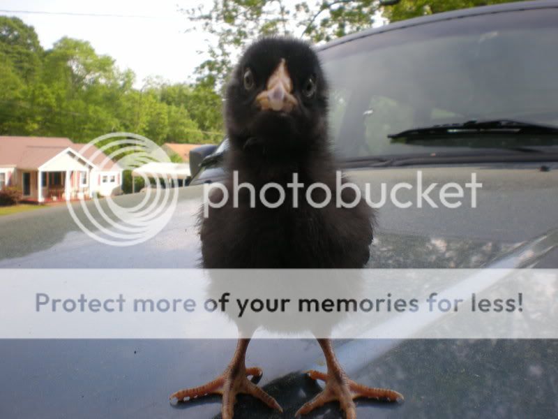 barredrockchick005.jpg