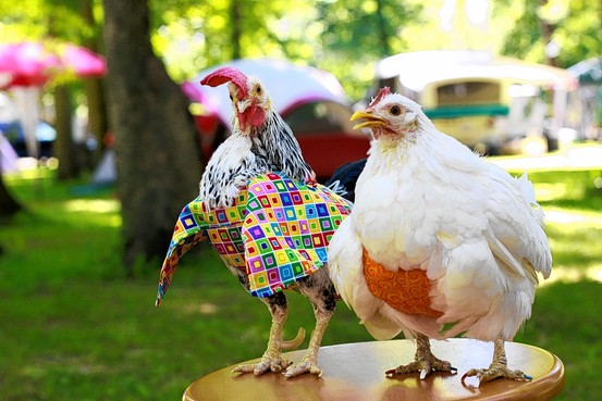 P1-AW126_Chicke_G_20100707180953.jpg