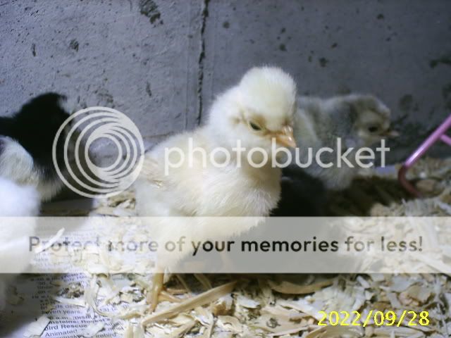 Newchicks22.jpg